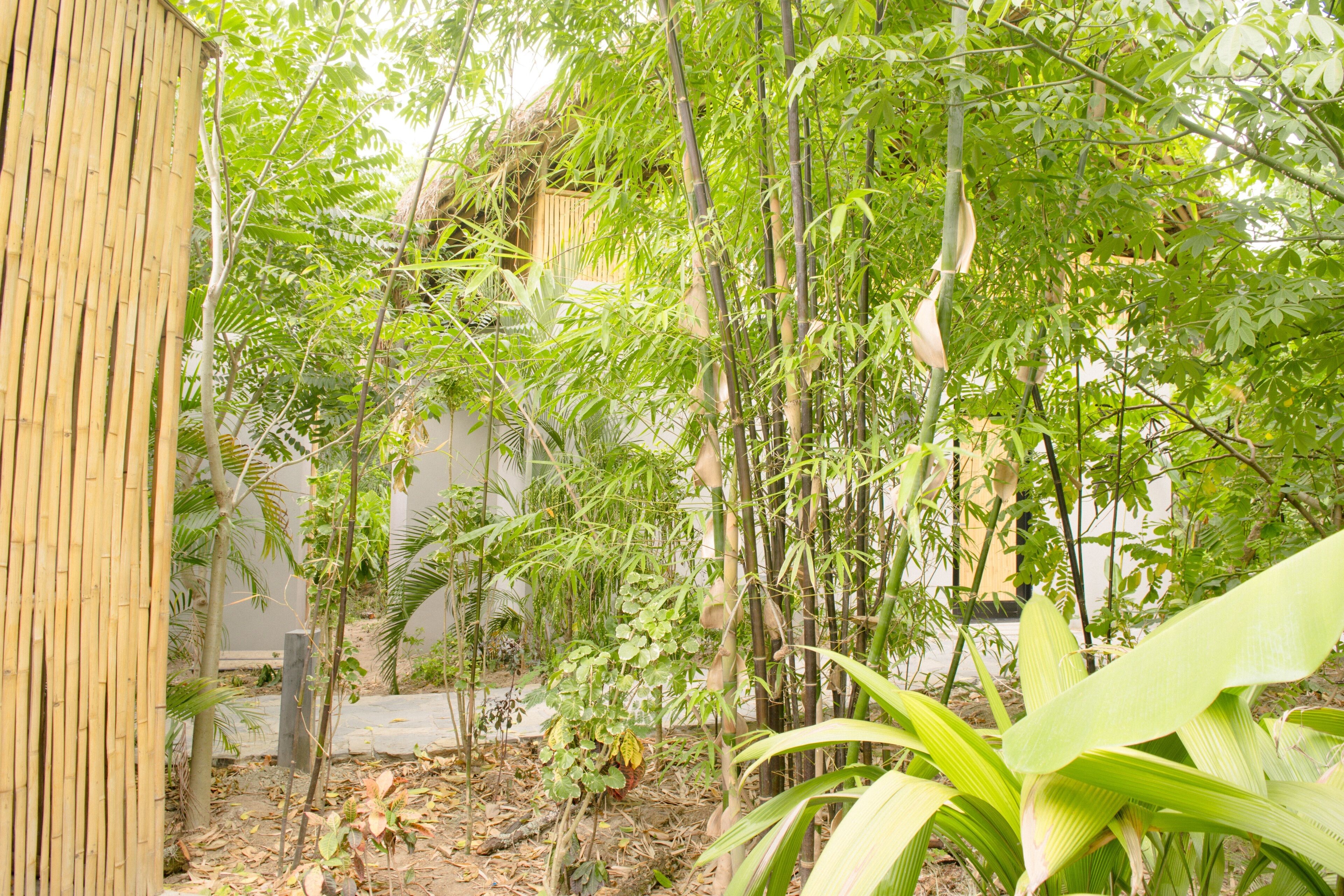 Un jardin agrémenté de bambous et de diverses plantes, une clôture en bois et un bâtiment visible au fond.
