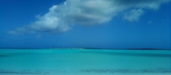 The Swimming Pig Nassau Exuma