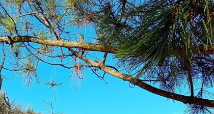 Lovely apartment for 4 people with A/C, WIFI, pool, TV, terrace and pets allowed