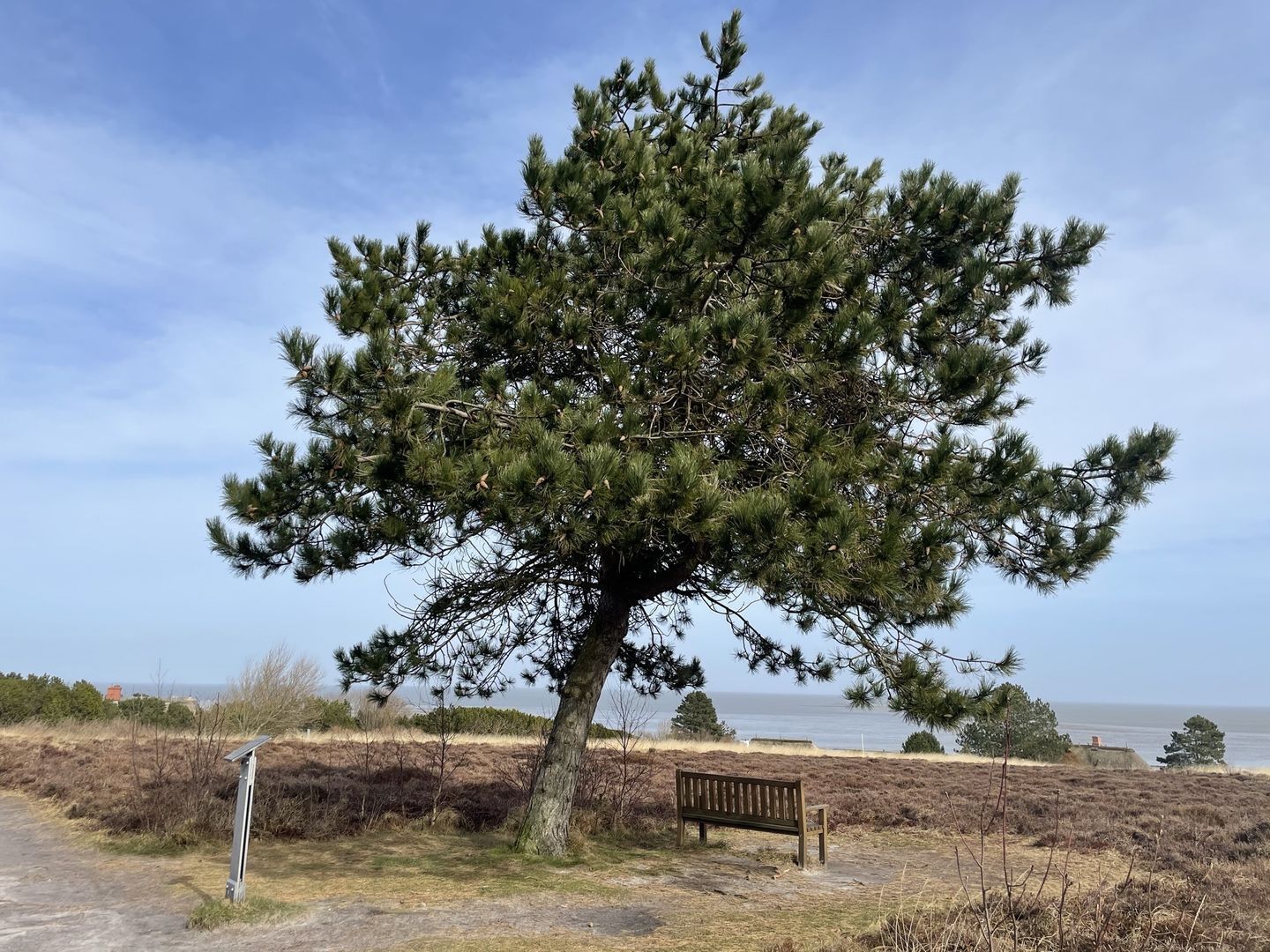Een grote den met een bankje en een zonnepaneel in een kustgebied.