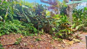 Un jardin luxuriant, avec une variété de plantes tropicales et un arbre décoré de guirlandes lumineuses.