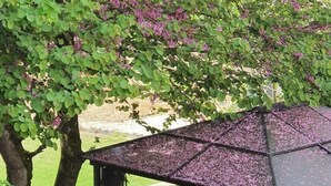 Property grounds - Maison Laurenza (Saint-Jean-de-Liversay)