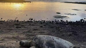 Eine Schildkröte an einem felsigen Strand, im Hintergrund ein Sonnenuntergang.