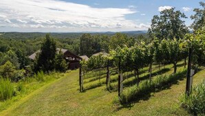 Viñedo con hileras de viñas, una casa de madera y un paisaje montañoso con árboles y cielo despejado.