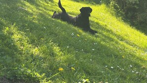 Ein Hund liegt auf einer grasbewachsenen Anhöhe, im Hintergrund ein Haus.