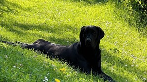 Ein schwarzer Hund liegt auf einer grünen Wiese, im Hintergrund Bäume.