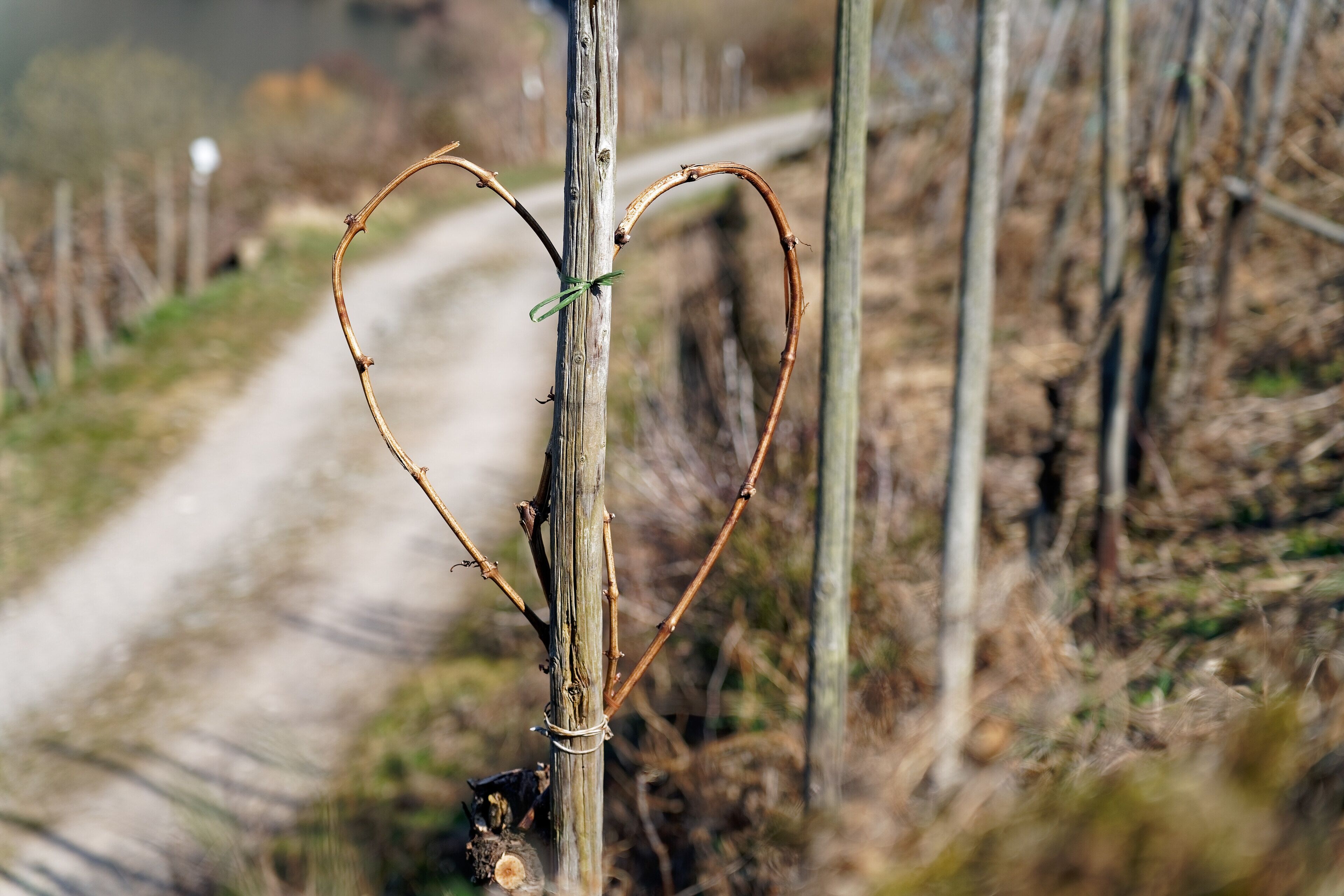 A vineyard with a dirt path and bare trees.