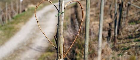 A vineyard with a dirt path and bare trees.
