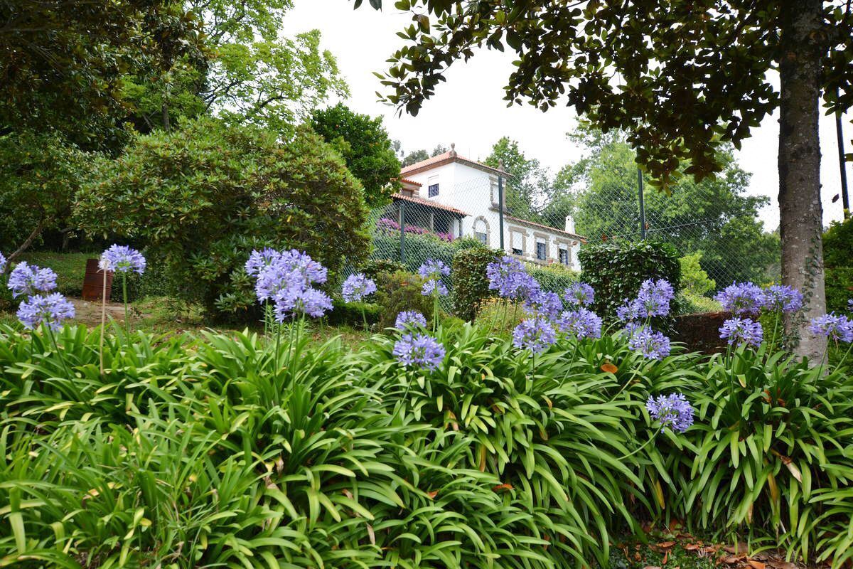 A garden with purple flowers and a white building in the background.