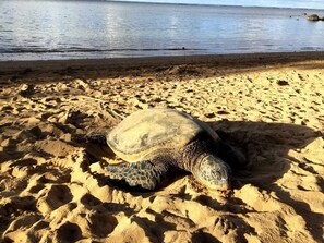 Una spiaggia nelle vicinanze