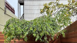 A tree with green leaves and yellow fruits in a wooden planter.