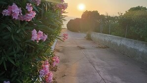 Un chemin en béton, bordé d’une rangée de fleurs roses sur le côté gauche, et une vue sur la mer au coucher du soleil.