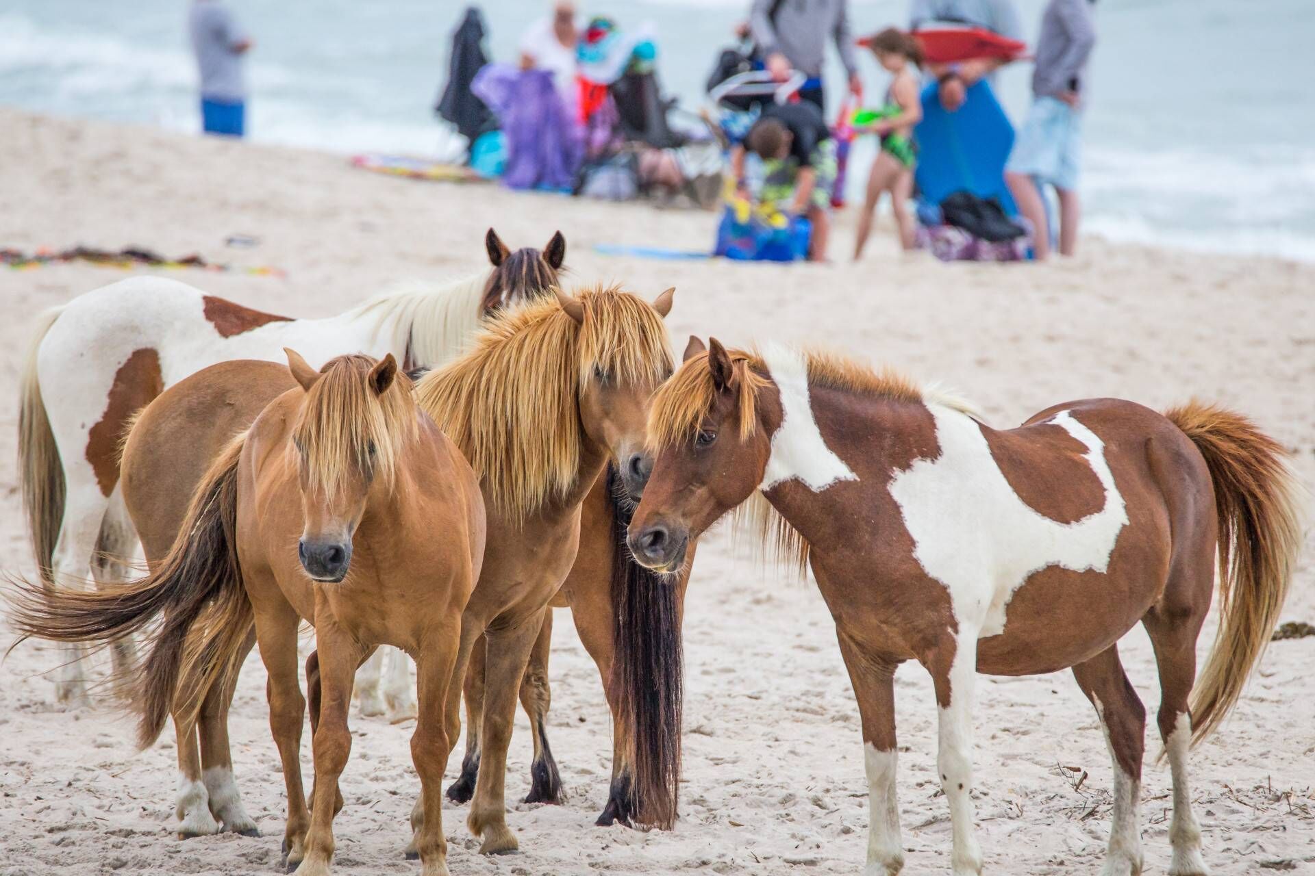 A group of horses on a sandy beach with people in the background.