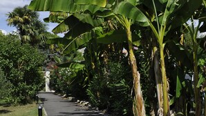 Un sendero pavimentado bordeado por palmeras de plátano y otra vegetación tropical.
