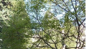 Un arbre aux feuillages denses, avec un ciel dégagé en arrière-plan.