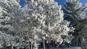 A snowy landscape with snow-covered trees and a clear blue sky.