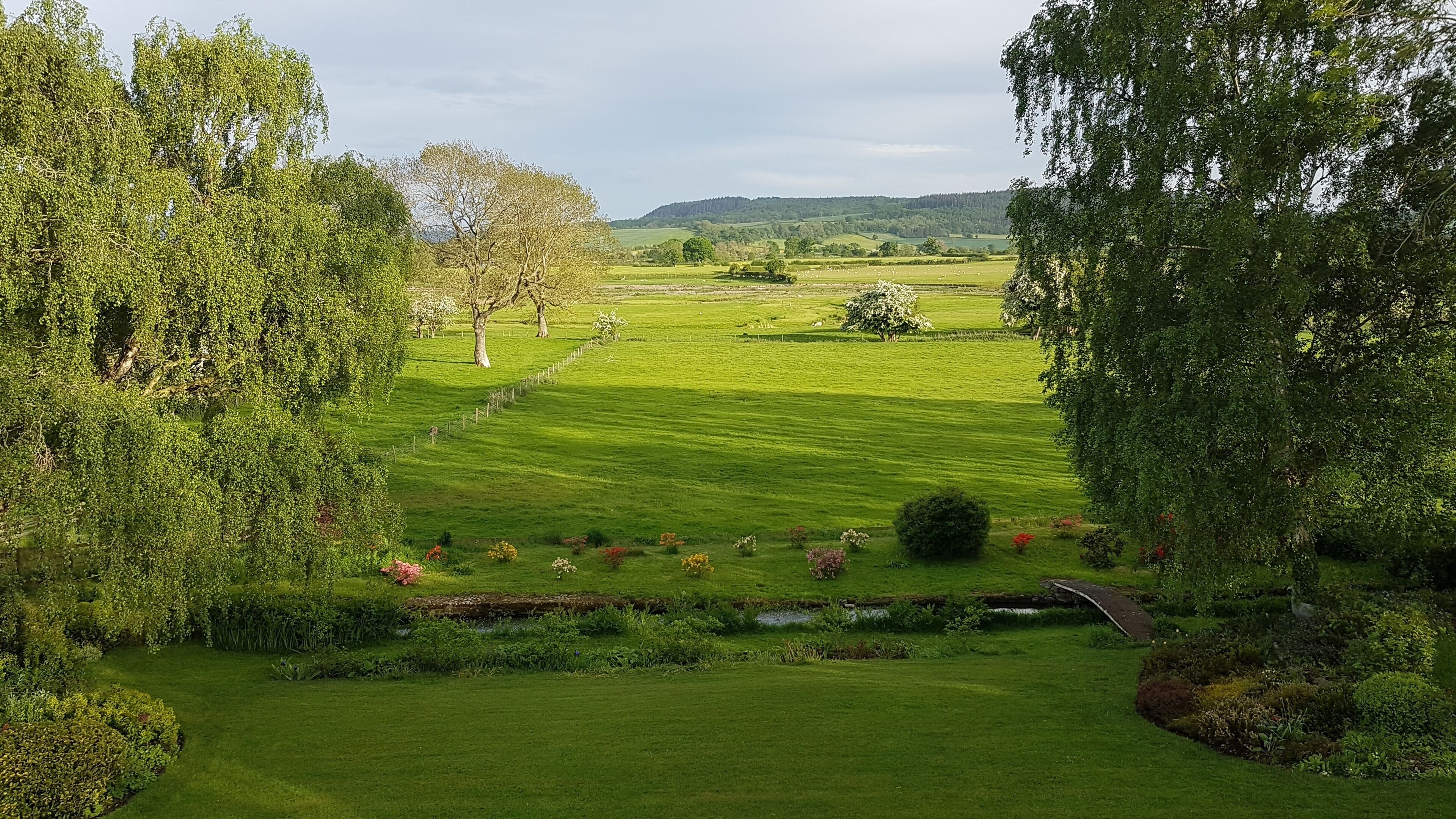 A lush green landscape with a variety of trees and a small stream.