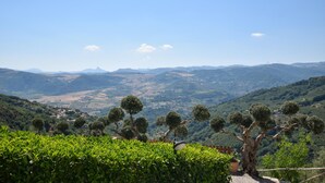 Viñedo con hileras de follaje verde y un árbol destacado en primer plano.