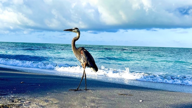Ein Vogel steht an einem Strand, im Hintergrund das Meer und ein teilweise bewölkter Himmel.