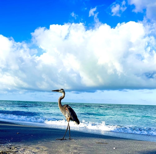 Directly On The Beach, Oceanfront Condo with Beautiful Views of the Gulf!
