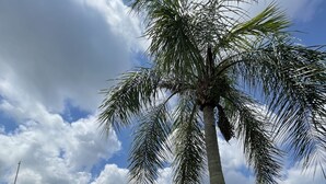 A waterfront property with a palm tree, a dock, and a pathway leading to a house. - Punta Gorda Isles Home -Waterfront Canal,Private Pool, Bird Section, gulf access (Punta Gorda)