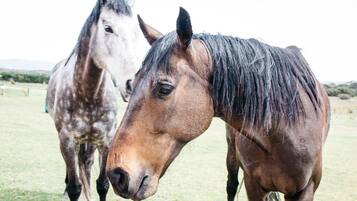 Dos caballos en un campo cubierto de hierba.