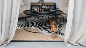 A living room with a sofa, a coffee table, and a cat. There are two framed pictures on the wall. - Majuba Country Lodge (Kalgan)