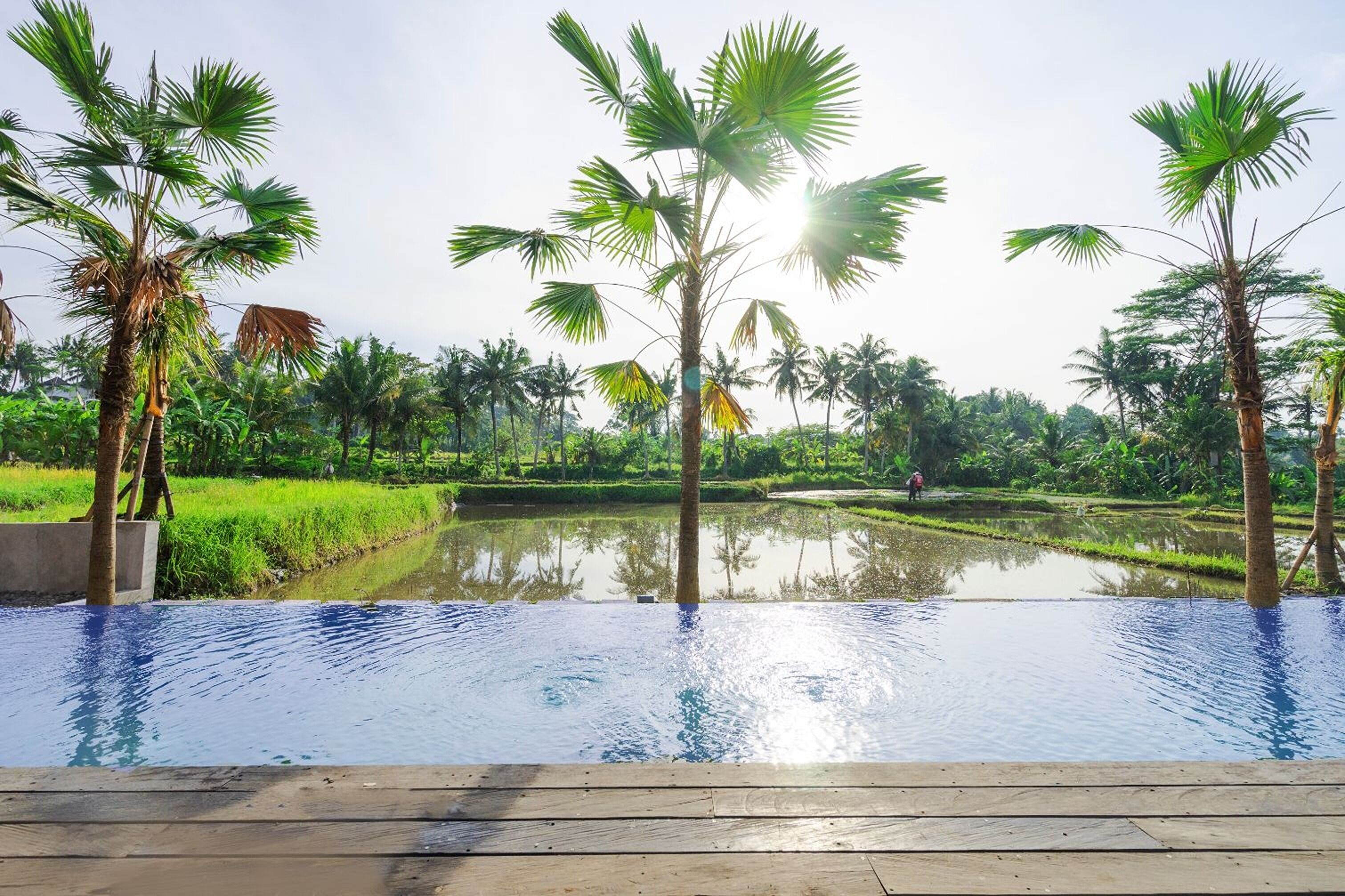 A pool with palm trees and a rice field in the background.