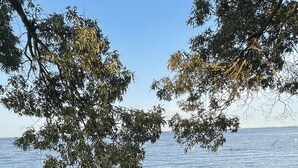 Rantaviiva, jossa on kivikkoista maastoa ja tiheää kasvillisuutta etualalla.