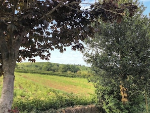 Miscellaneous - Fig Tree Shepherds Hut (Bridport)