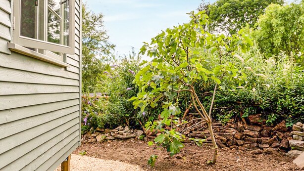 Property grounds - Fig Tree Shepherds Hut (Bridport)