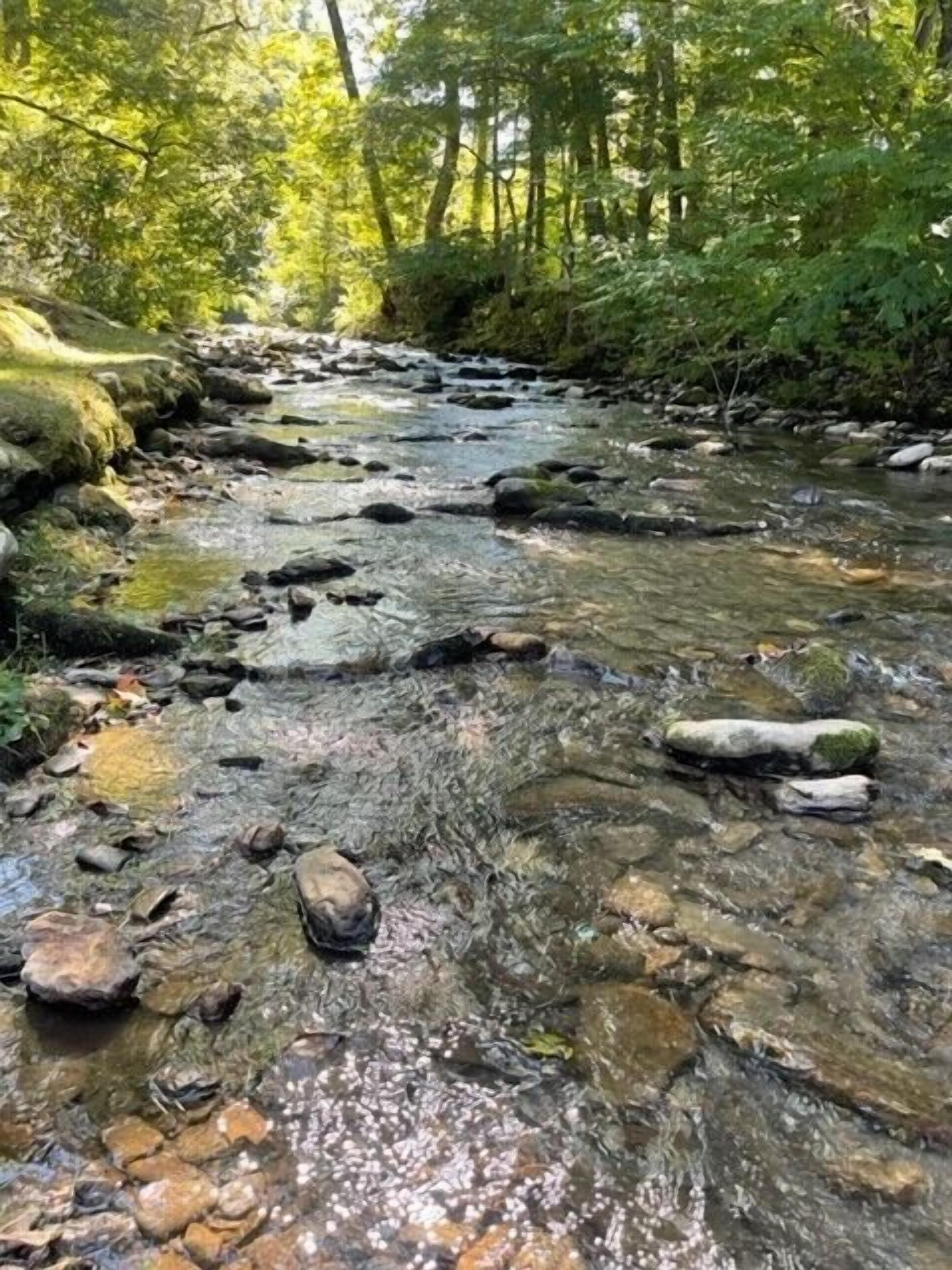 A clear stream with rocks and trees in the background.