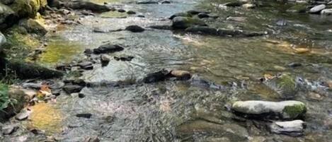 A clear stream with rocks and trees in the background.