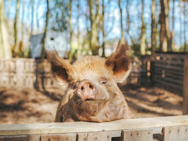 A pig with prominent ears and a snout, resting behind a wooden fence in an outdoor enclosure with trees and a building in the background.