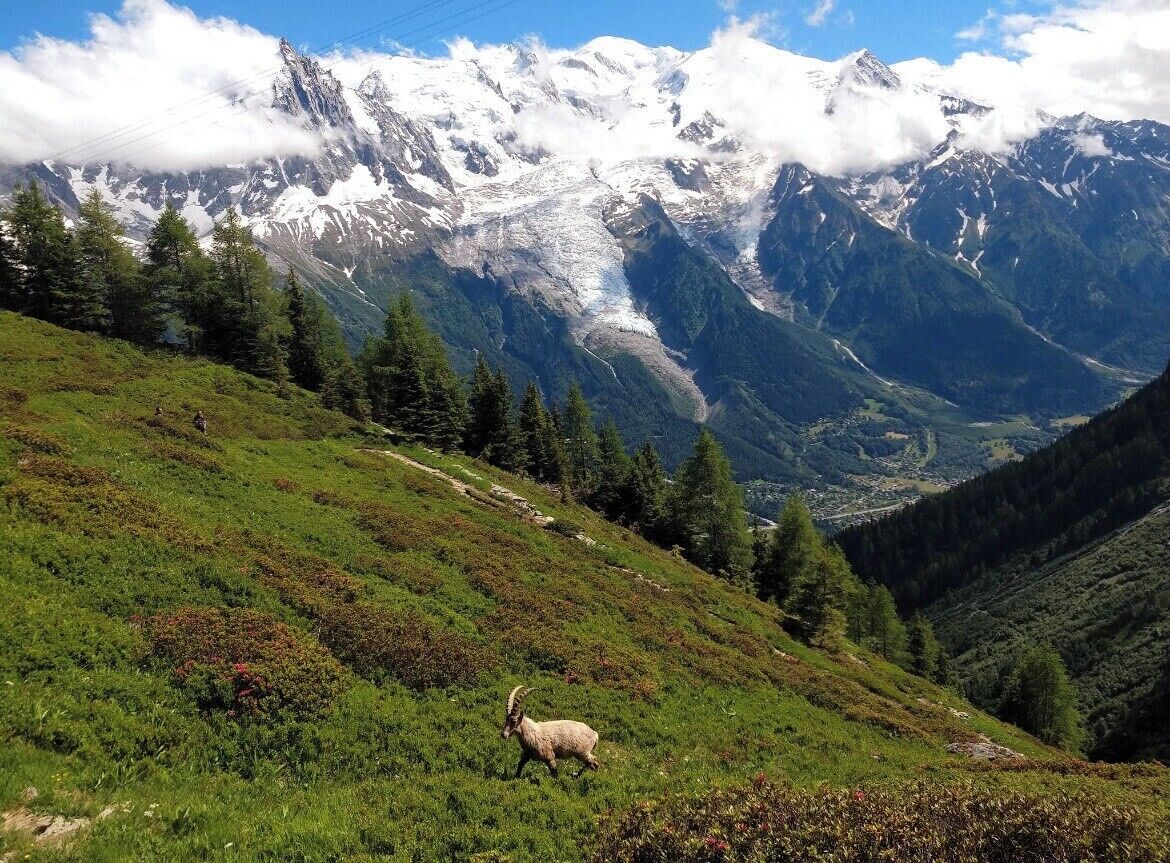 A mountain landscape with a goat on a grassy slope and snow-capped peaks in the background.