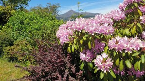 A garden with pink flowers and green foliage, a mountain in the background, and a clear blue sky. - 4 bedroom accommodation in Brodick (Brodick)
