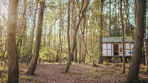 Un bosque con una cabaña.