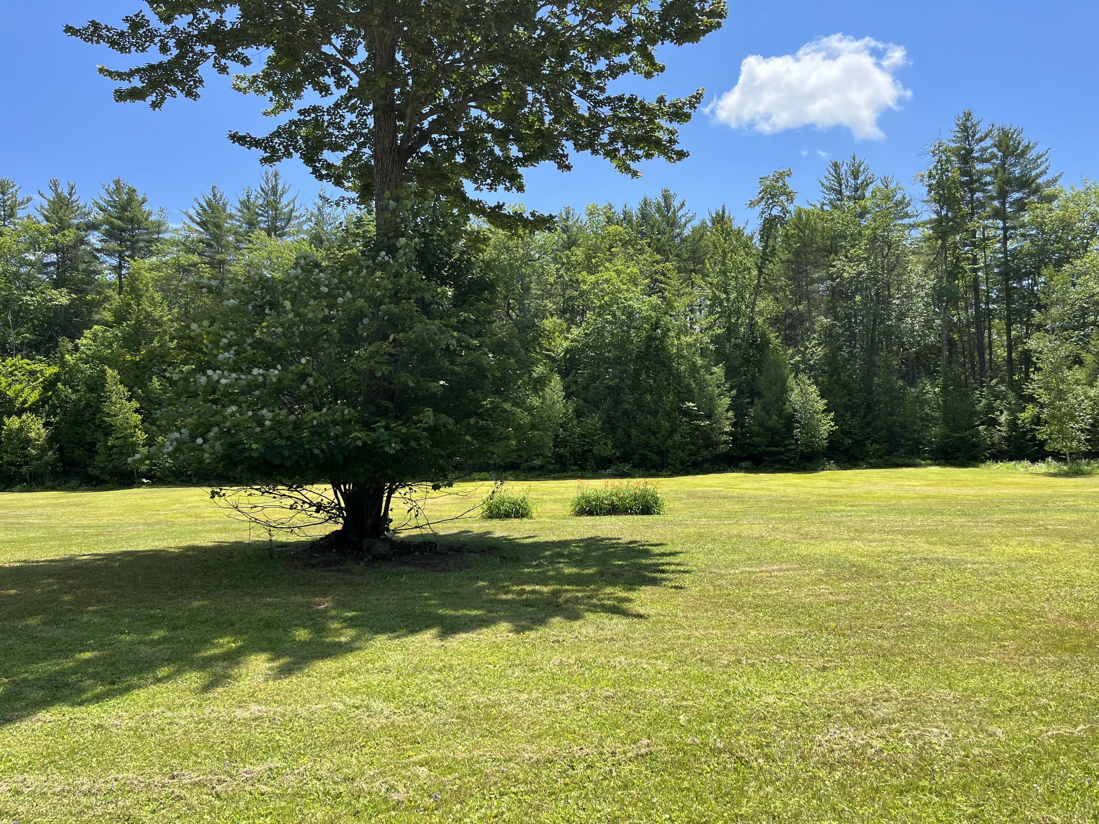 Ein großer Baum in einem grünen Feld unter blauem Himmel.