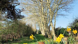 Een tuinpad omzoomd door bomen en gele bloemen.