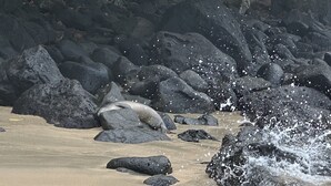 Una playa con rocas grandes y olas rompiendo en la orilla.