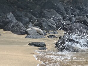 Beach nearby, sun-loungers, beach towels - Luxury Townhome on Kauai’s Beautiful North Shore (Princeville)