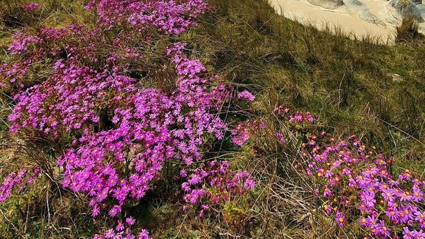 A beach with large rocks and pink flowers in the foreground.