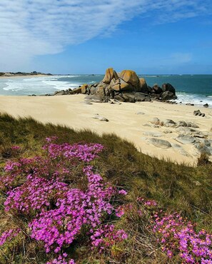 A beach with large rocks and pink flowers in the foreground.