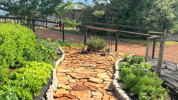 Un sendero de piedra en un jardín con diversas plantas y flores.