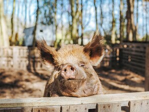 Miscellaneous - Honeysuckle Hut-QU7066 (Melton Constable)