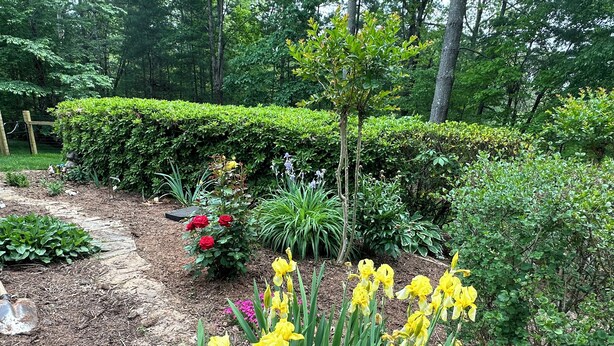 A garden with various plants and flowers, including yellow irises and red roses. - 3 Dog Night (Vacation Rental) Private. 7 min to T.I.E.C (Mill Spring)