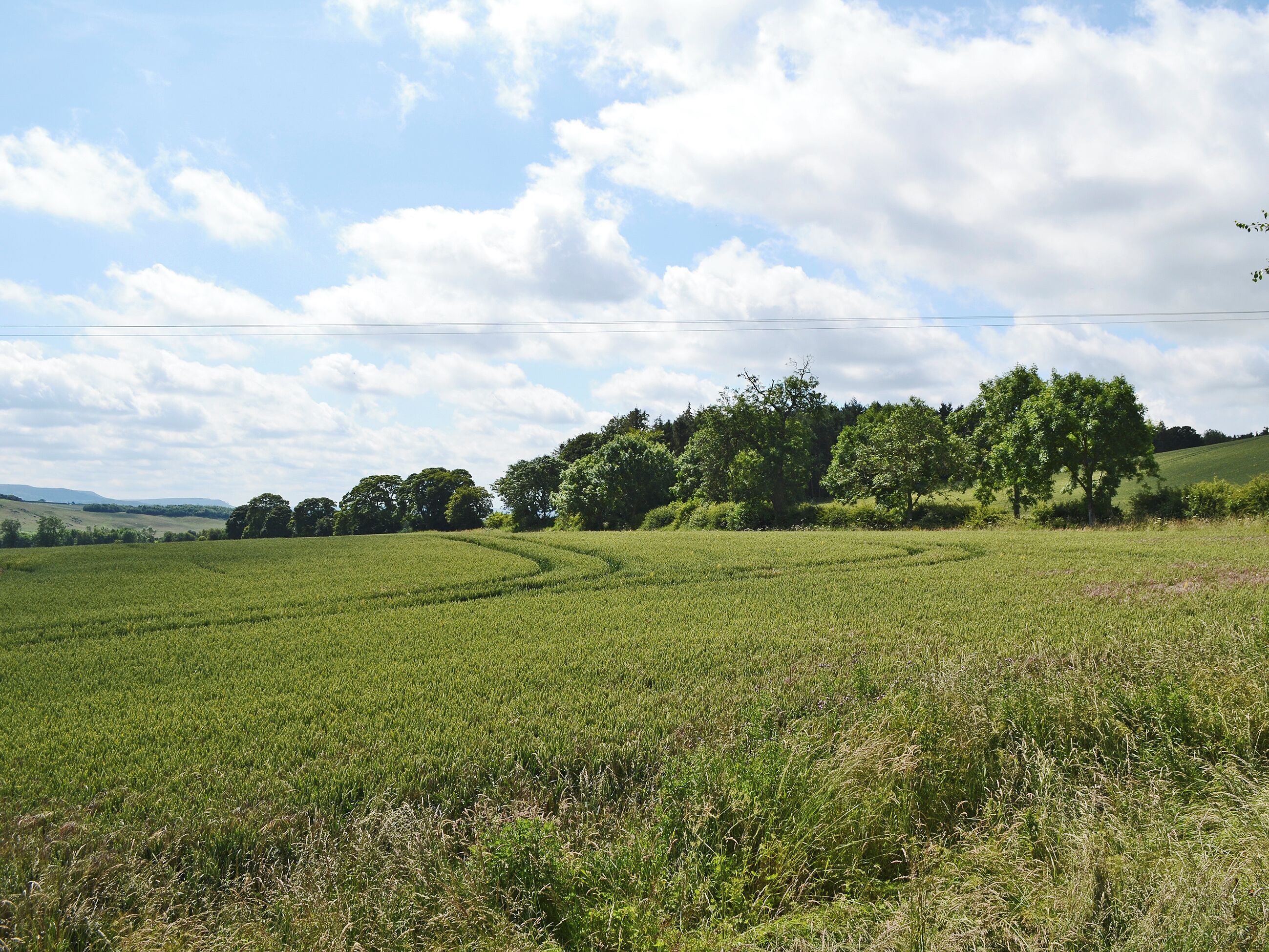 A rural landscape with rolling green fields, a line of trees, and a clear sky.