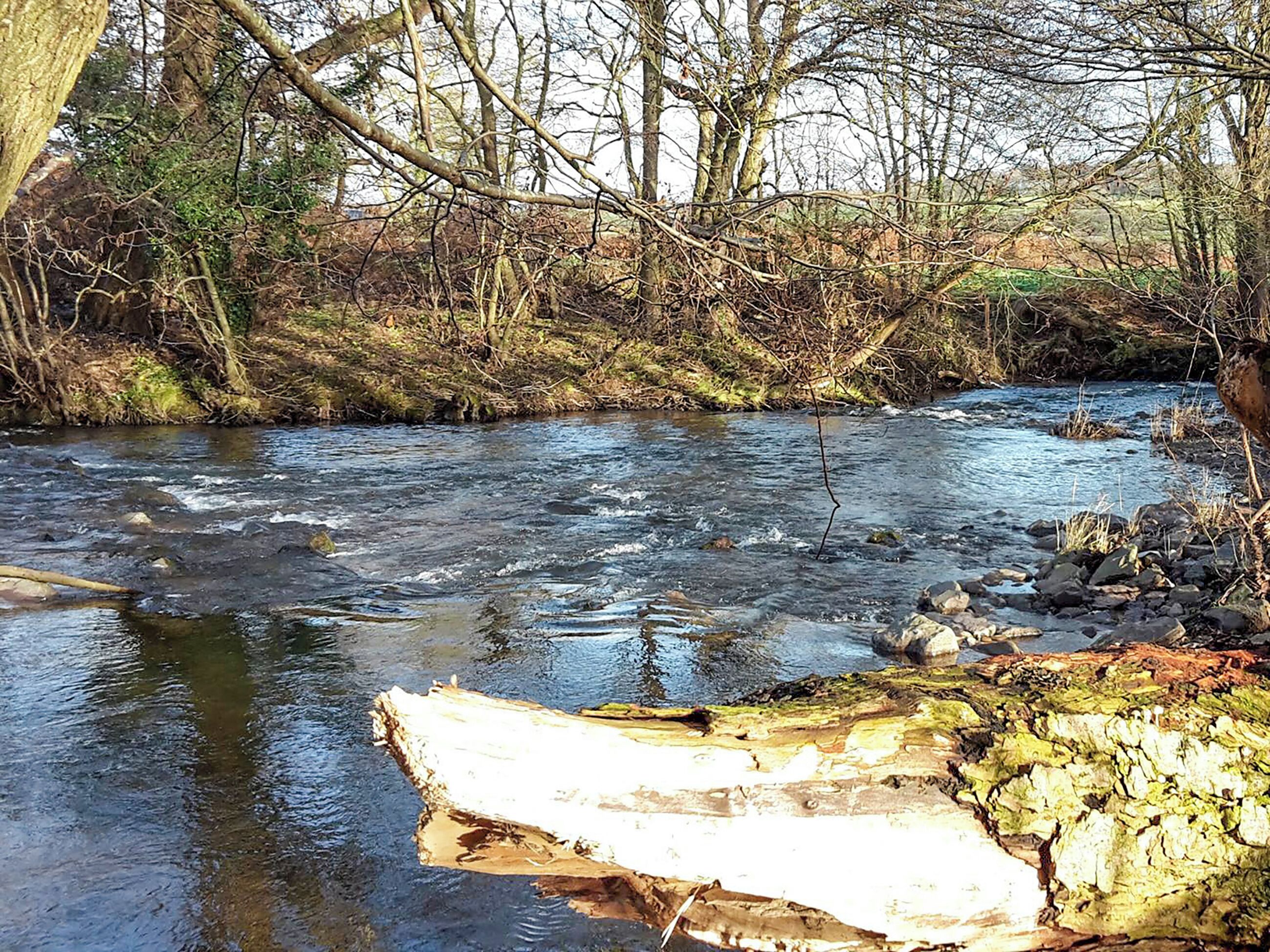 Un río con aguas cristalinas, rodeado de árboles y rocas.