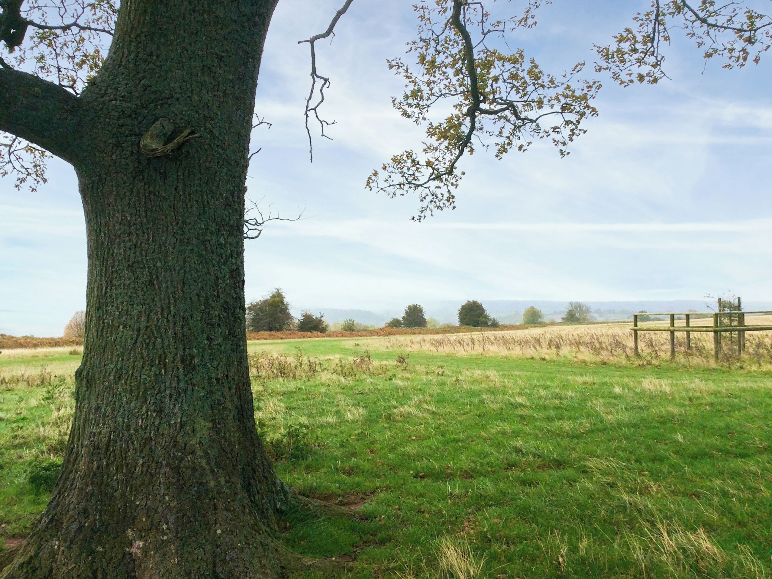 Un arbre sur lequel est perché un oiseau, un champ d’herbe et une clôture en arrière-plan.