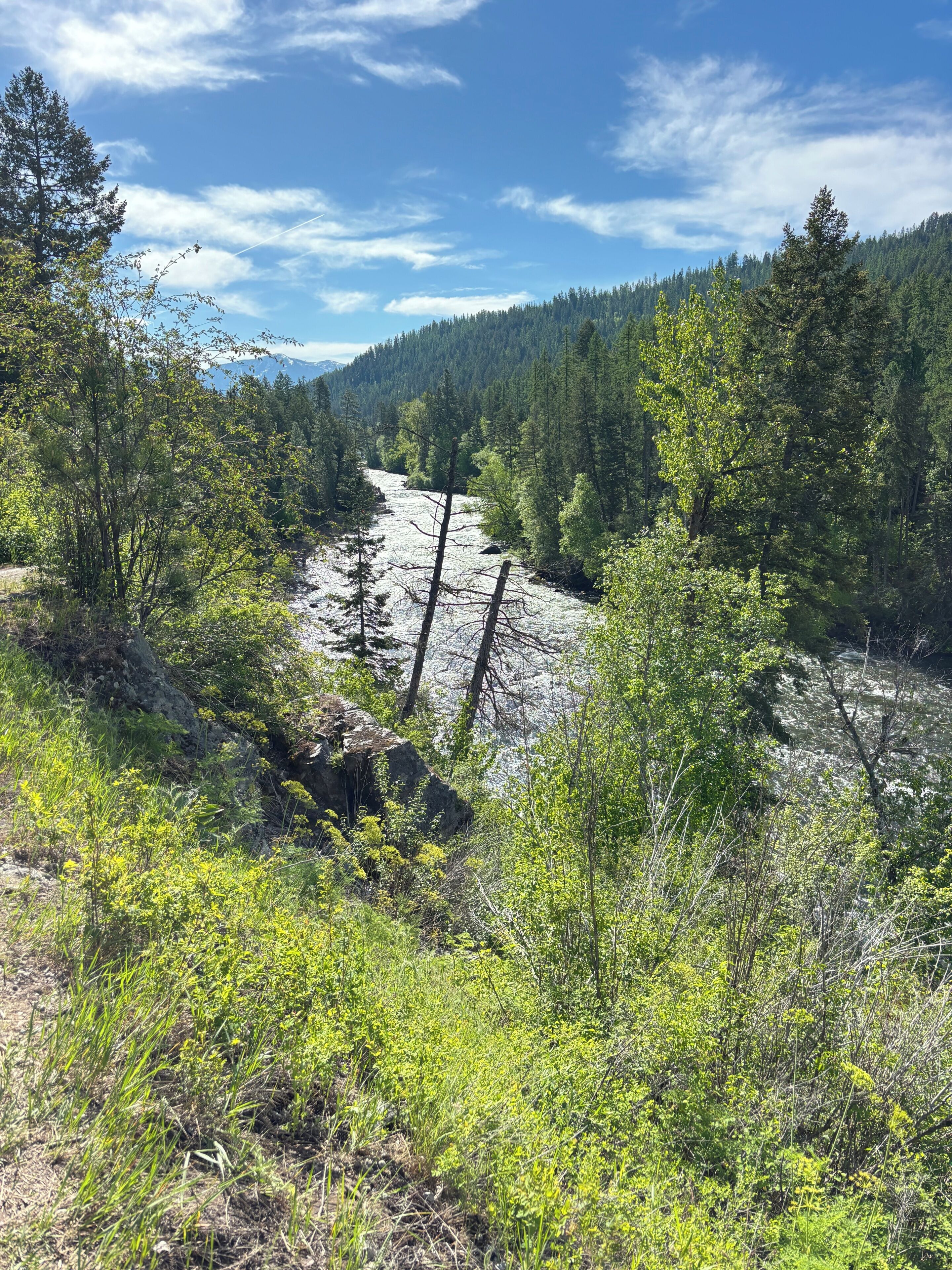 A natural landscape with a river, dense forest, and a mountain range in the background.